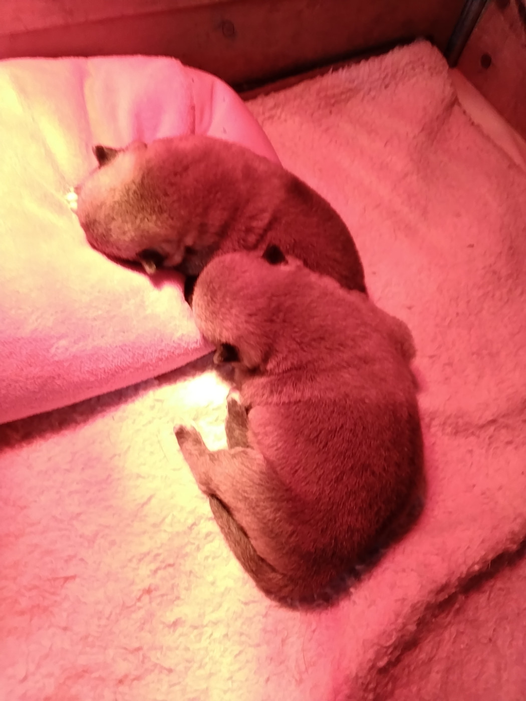 Chiot Shiba des jardins de jade