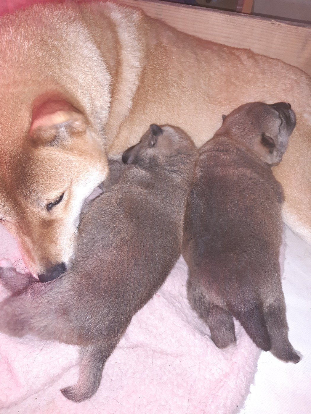 des jardins de jade - Chiots disponibles - Shiba