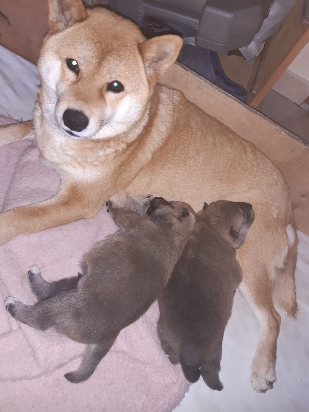 des jardins de jade - Chiots disponibles - Shiba