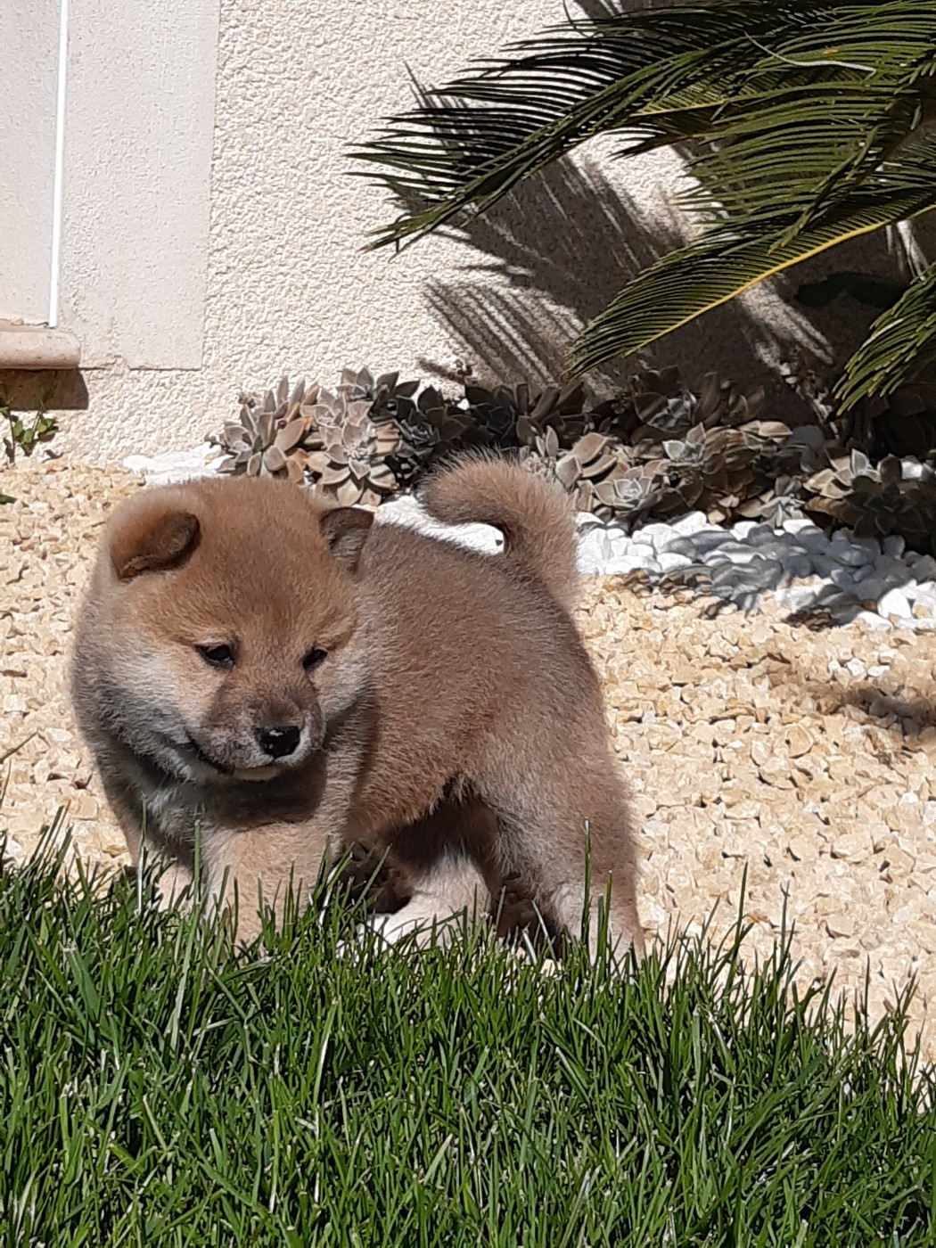 des jardins de jade - Chiots disponibles - Shiba