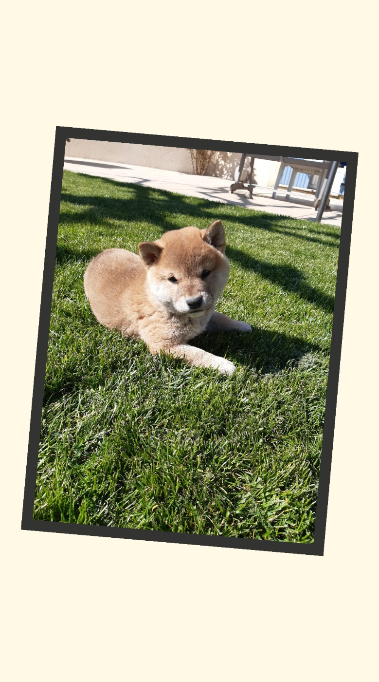 des jardins de jade - Chiots disponibles - Shiba