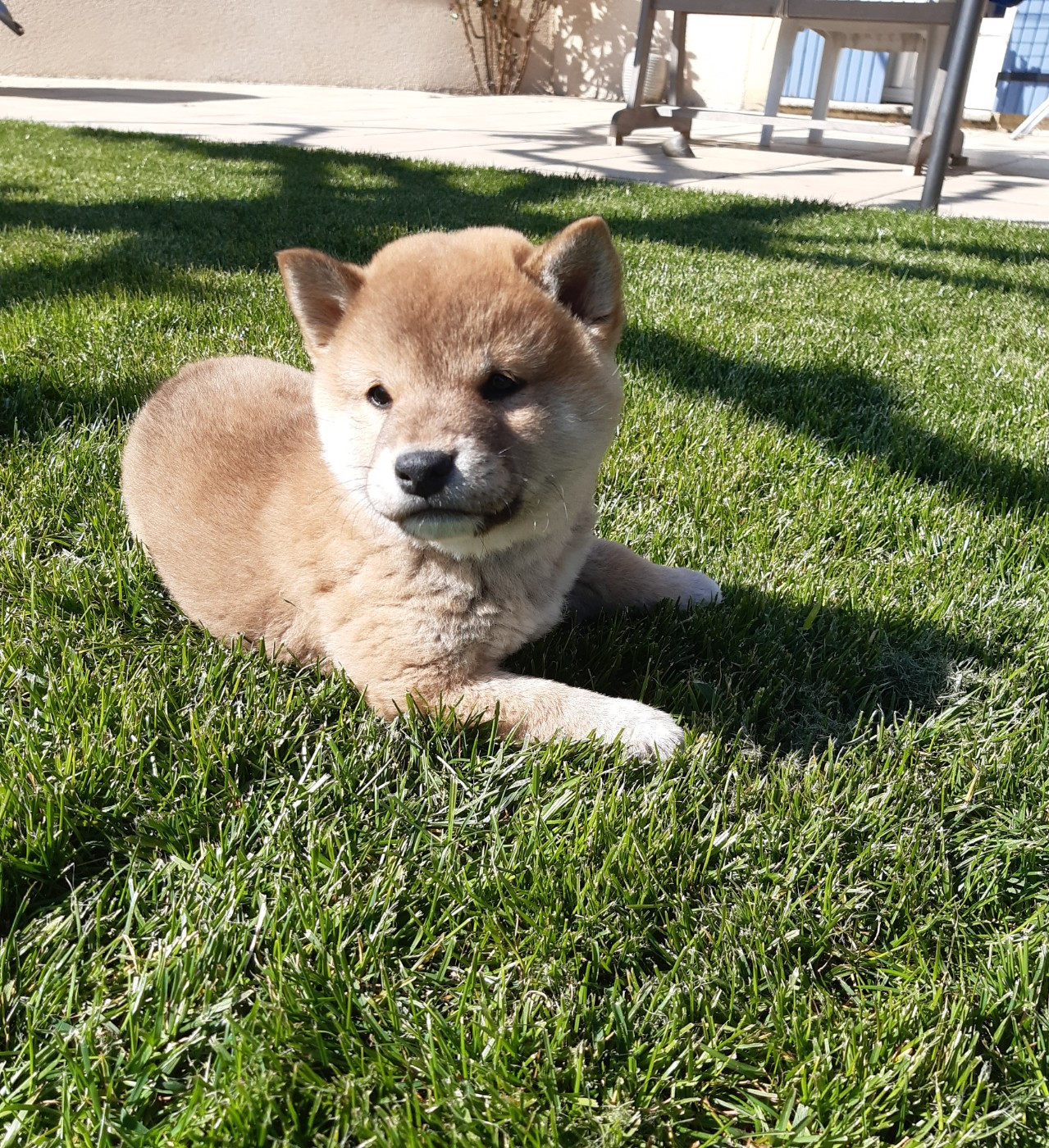 des jardins de jade - Chiots disponibles - Shiba