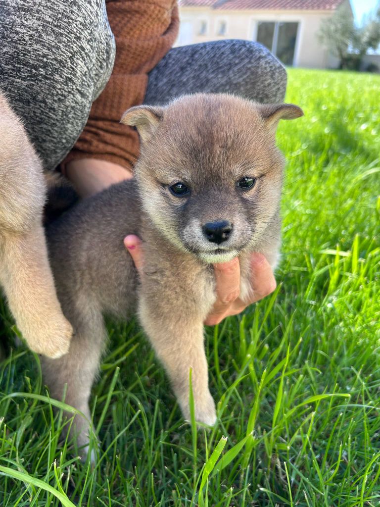 des jardins de jade - Chiots disponibles - Shiba