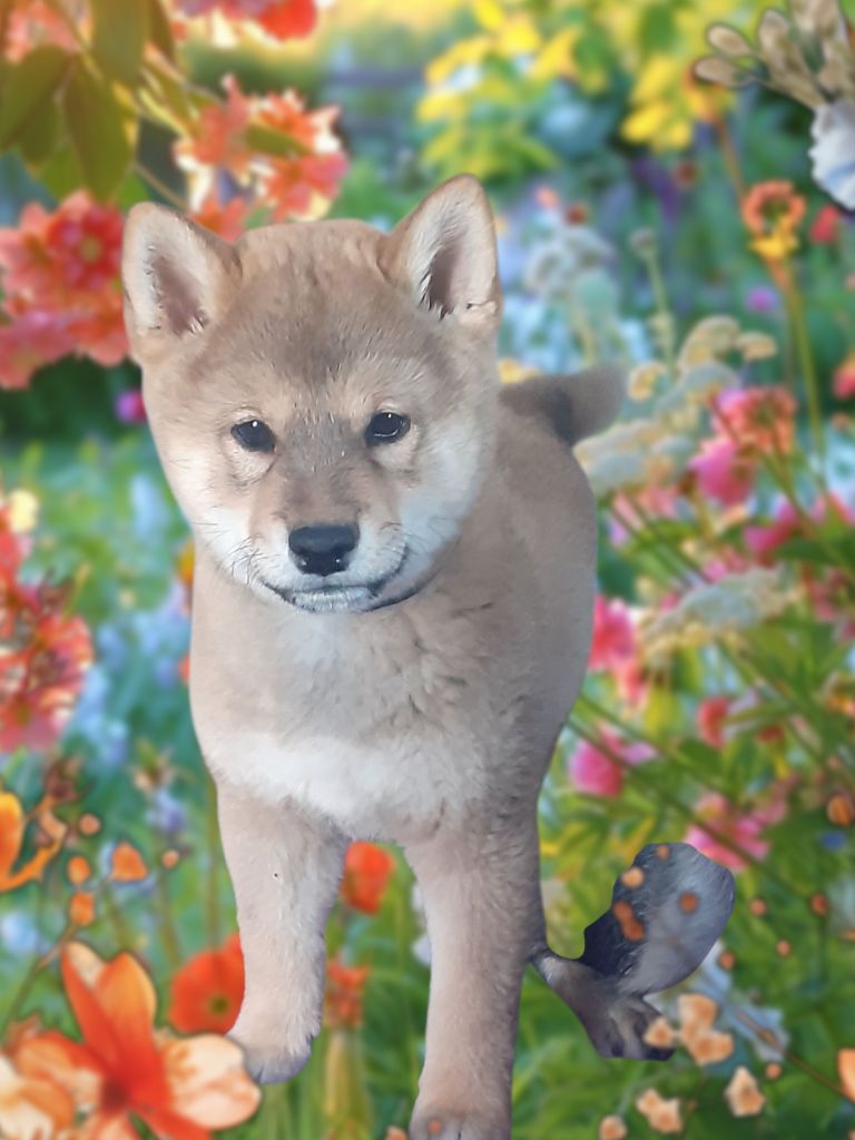 des jardins de jade - Chiots disponibles - Shiba