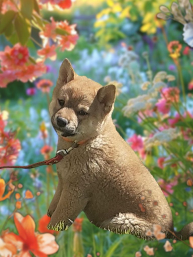 des jardins de jade - Chiots disponibles - Shiba