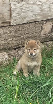 CHIOT 1