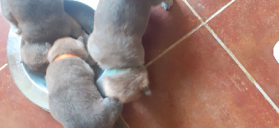 CHIOT 3 Collier bleu