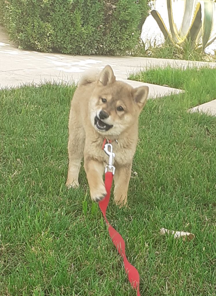 des jardins de jade - Chiots disponibles - Shiba